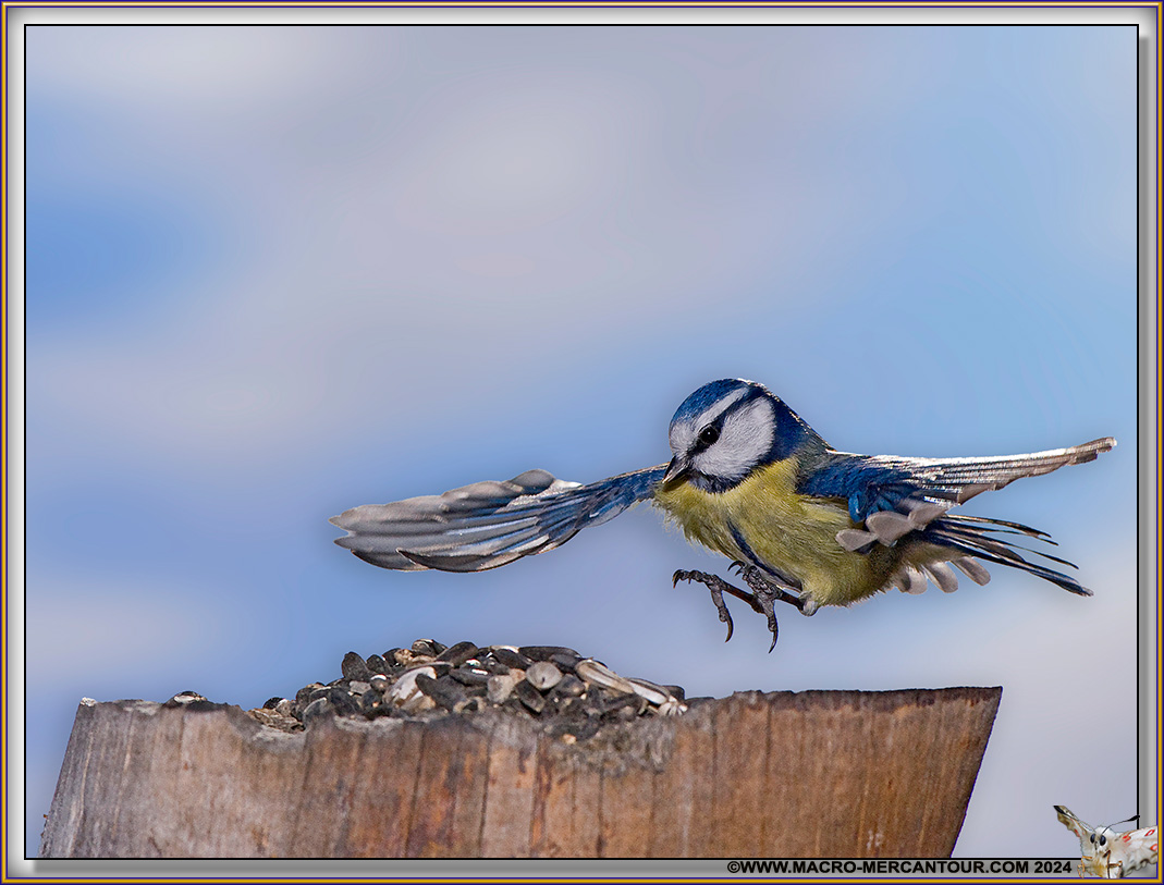 Mésange bleue